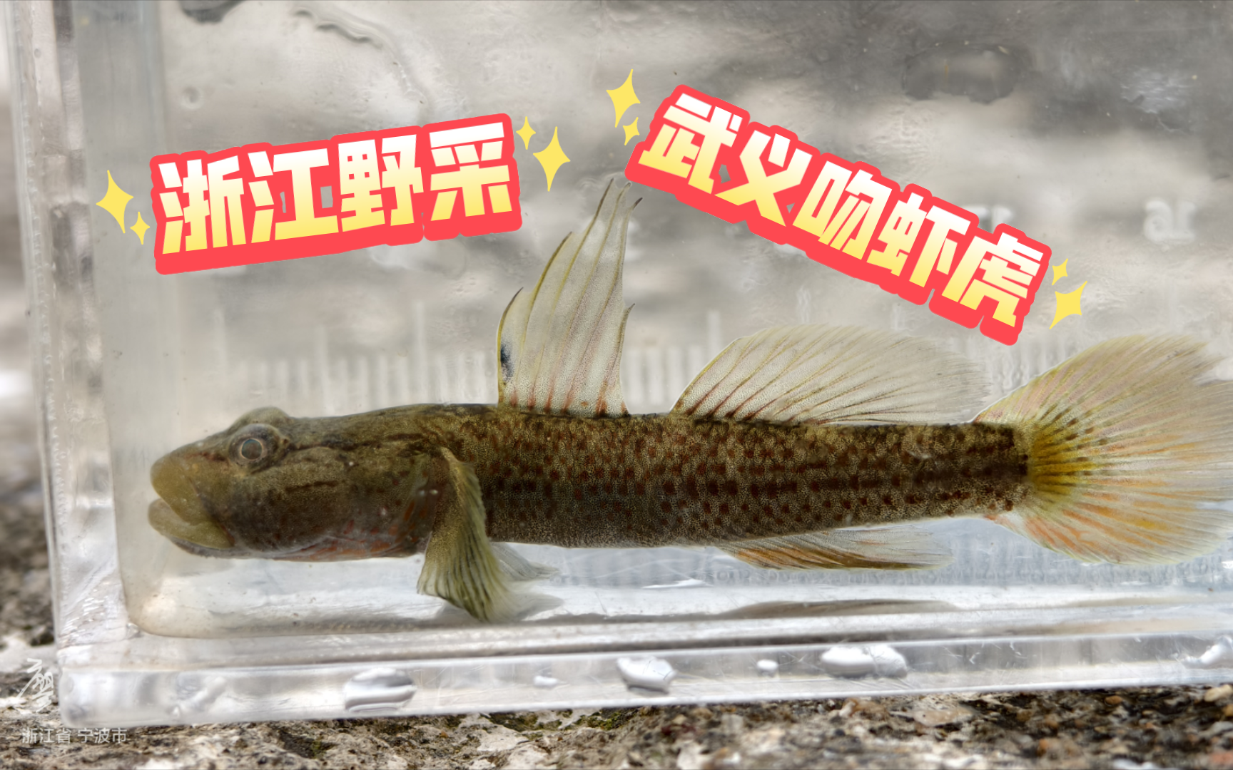 野采原生鱼】浙江野釆武义吻虾虎,探访生境,还有河川沙塘鳢和中华刺鳅