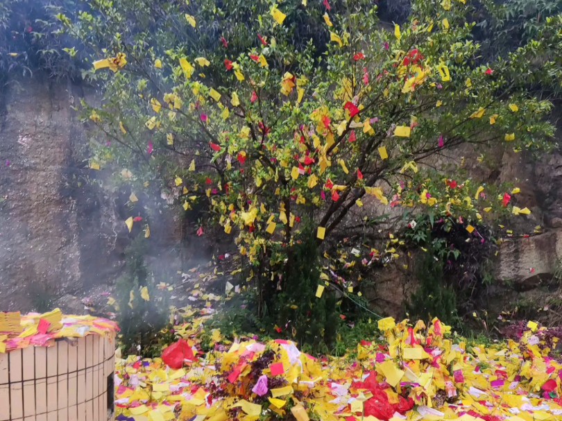 清明时节雨纷纷~种下金桔树,菠萝蜜,青枣,香水柠檬果树,等待新生与成长哔哩哔哩bilibili