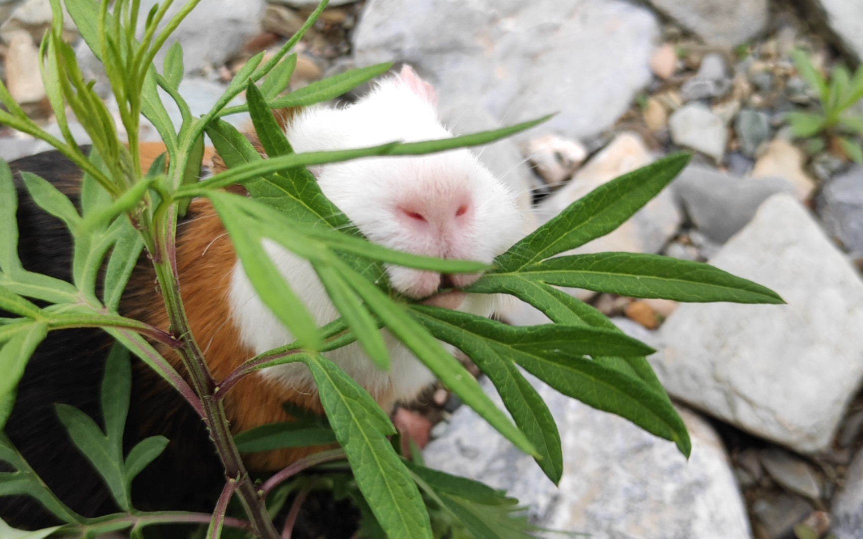 豚鼠:嘎吱嘎吱嘎吱