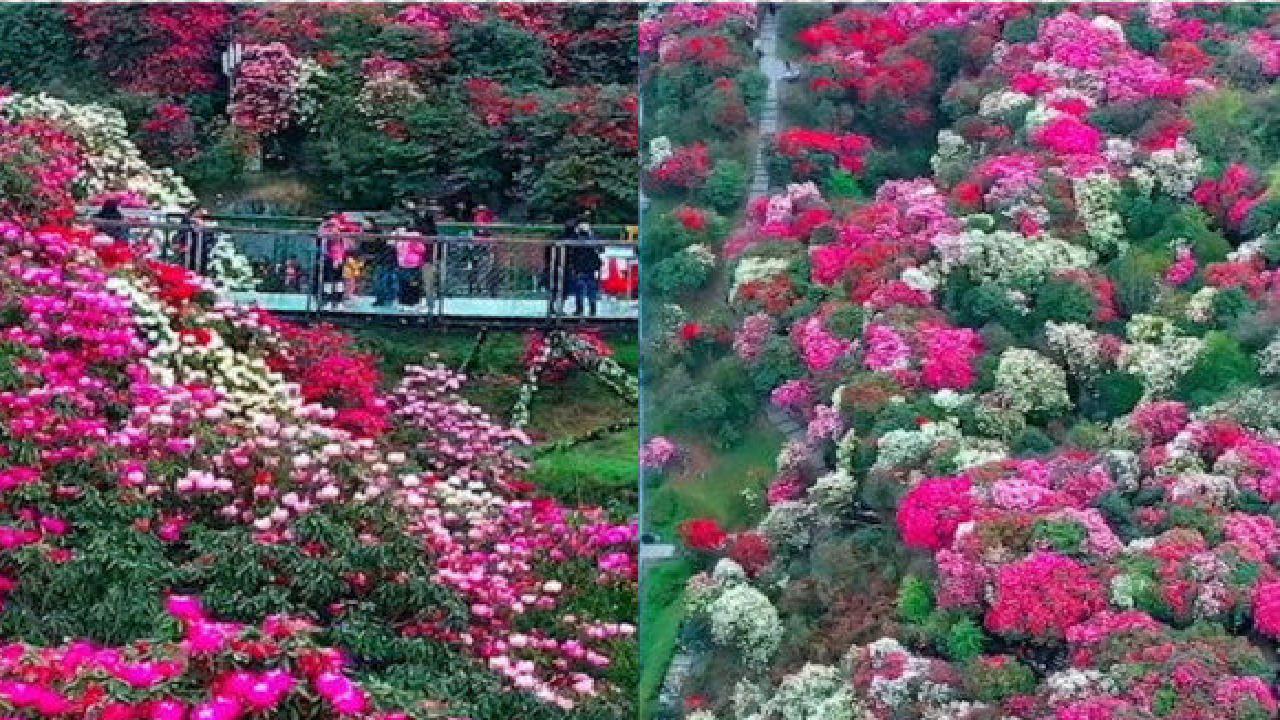 [图]世界最大天然花园！航拍贵州杜鹃花开成海 绵延百里姹紫嫣红