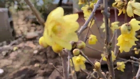 种植养护腊梅 哔哩哔哩 つロ干杯 Bilibili