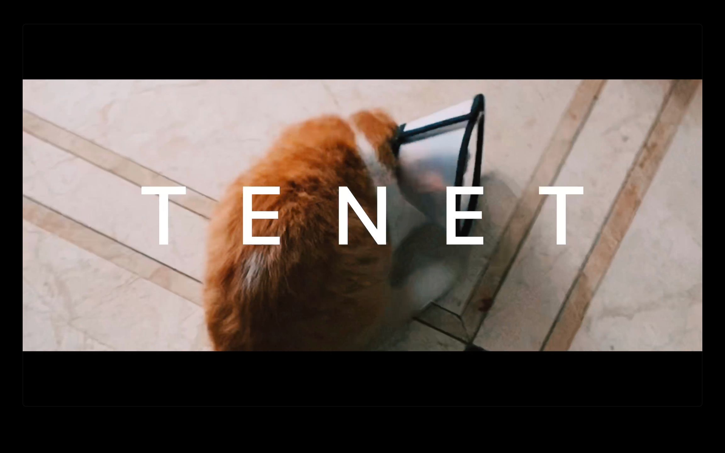 【tenet丨信条丨protagonist x neil丨逆熵】当我看完信条,我家猫咪