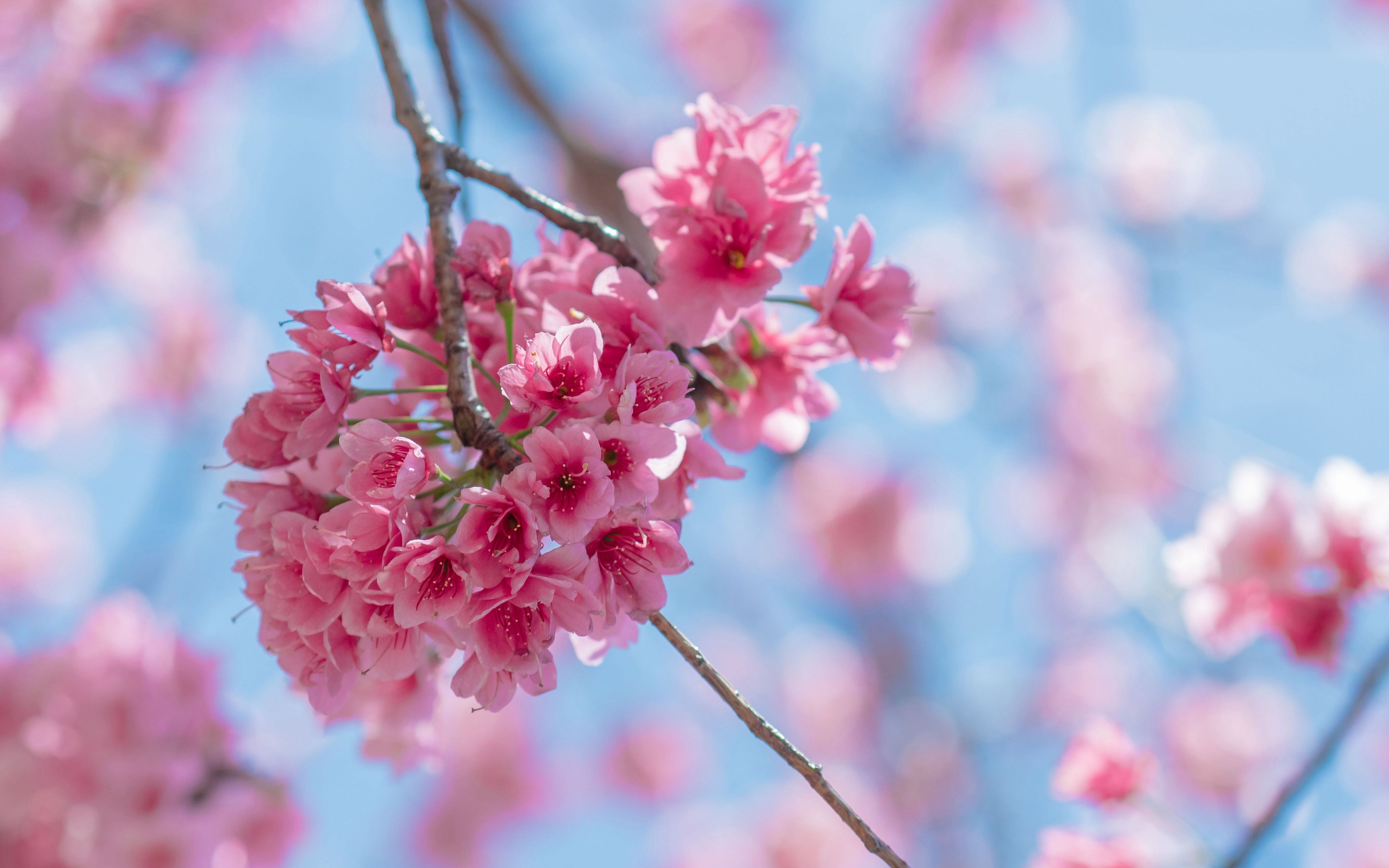 4k风景短片——风吹过的樱花(松下gh5手持拍摄)