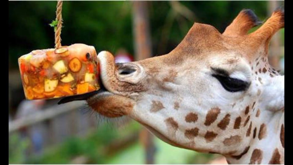 独角鹿_哔哩哔哩_bilibili