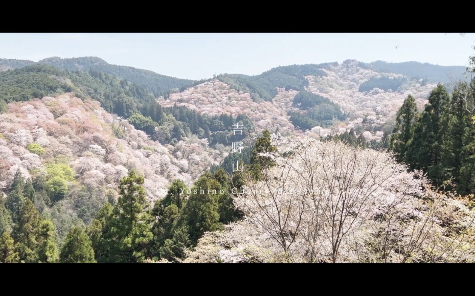 【日本第一樱花】世界遗产“吉野山”的樱花哔哩哔哩bilibili