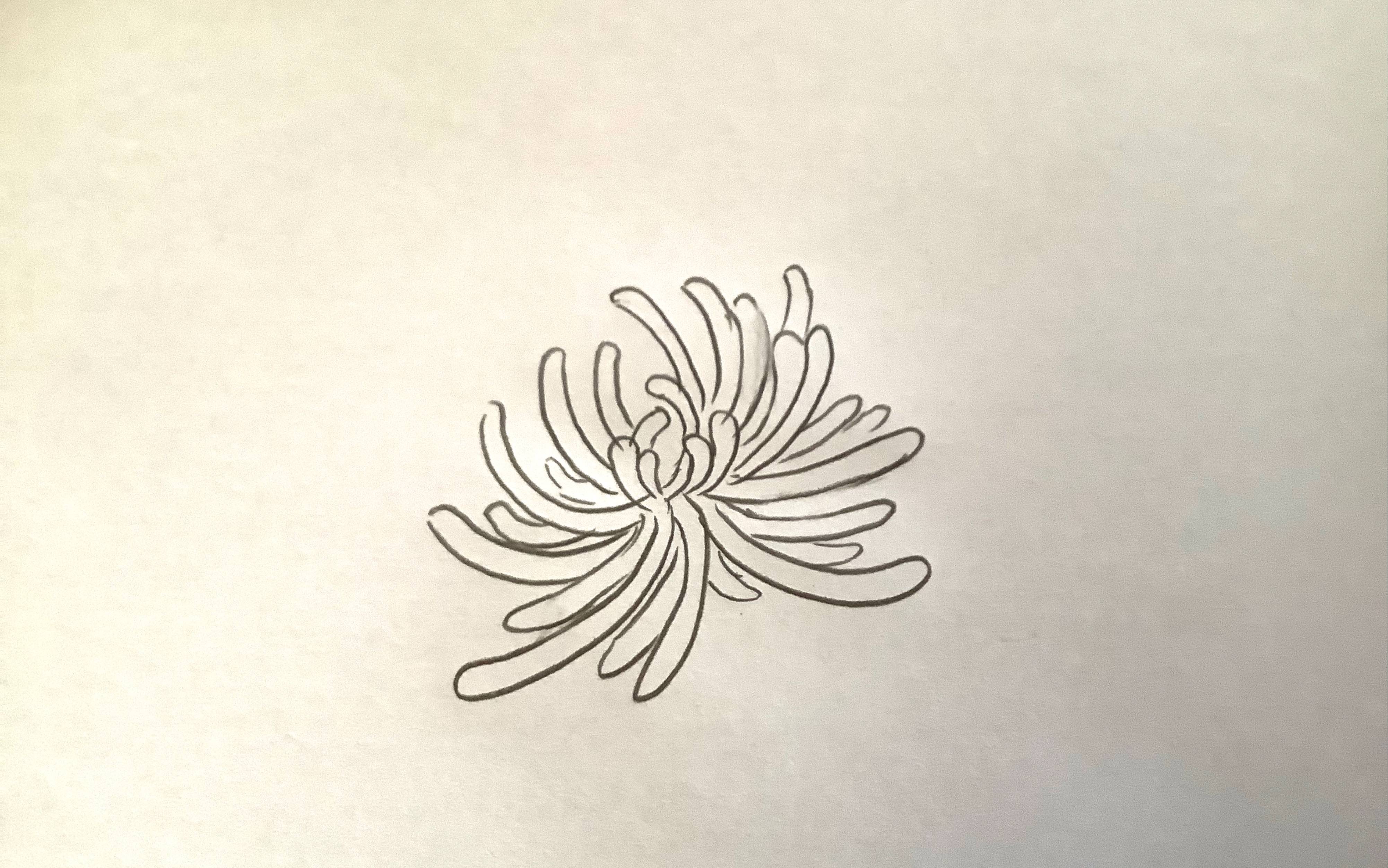菊花画法铅笔图片