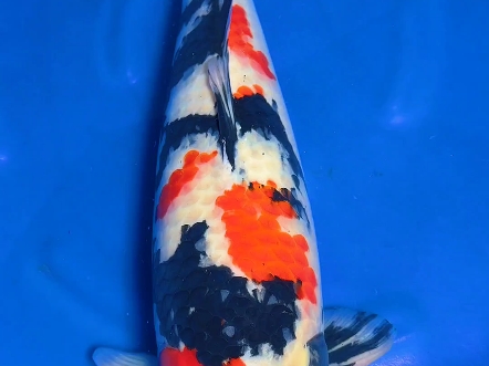 《锦鲤》精品大日昭和,母鱼,71公分