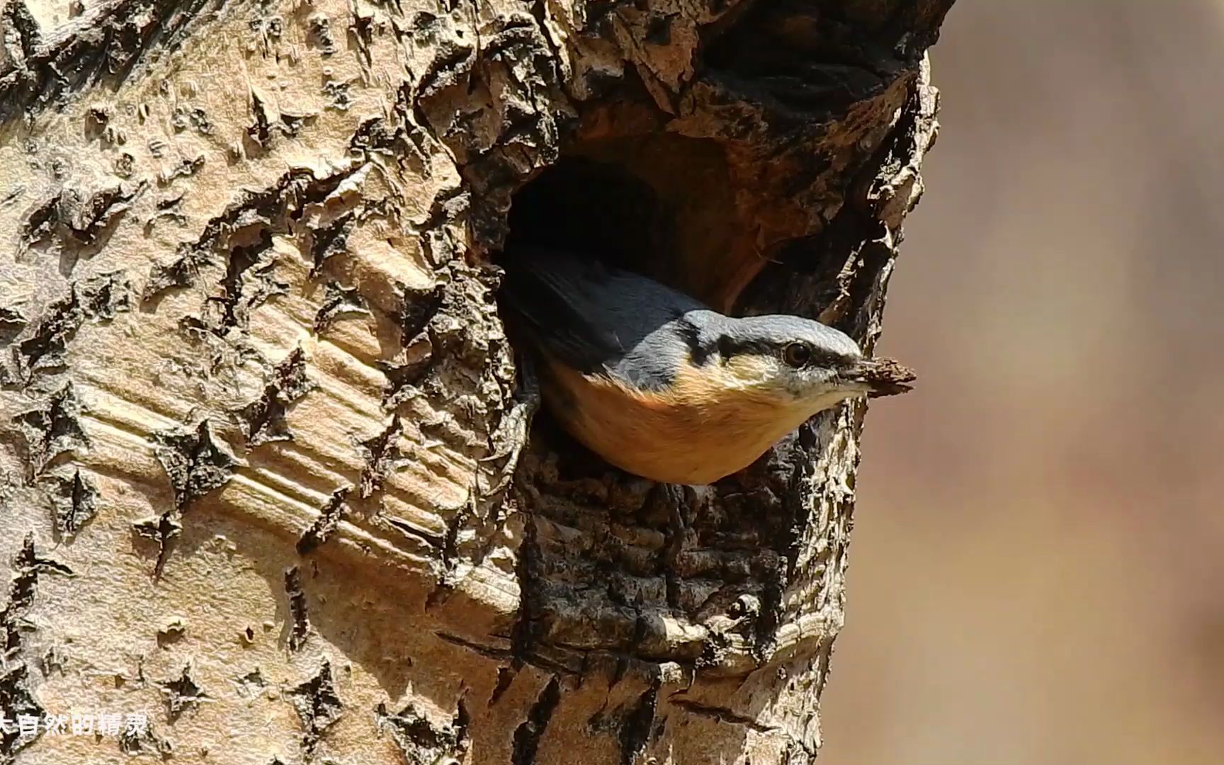 活动  普通鳾正在辛劳的筑巢它选择了一个朝南的树洞是为了避风