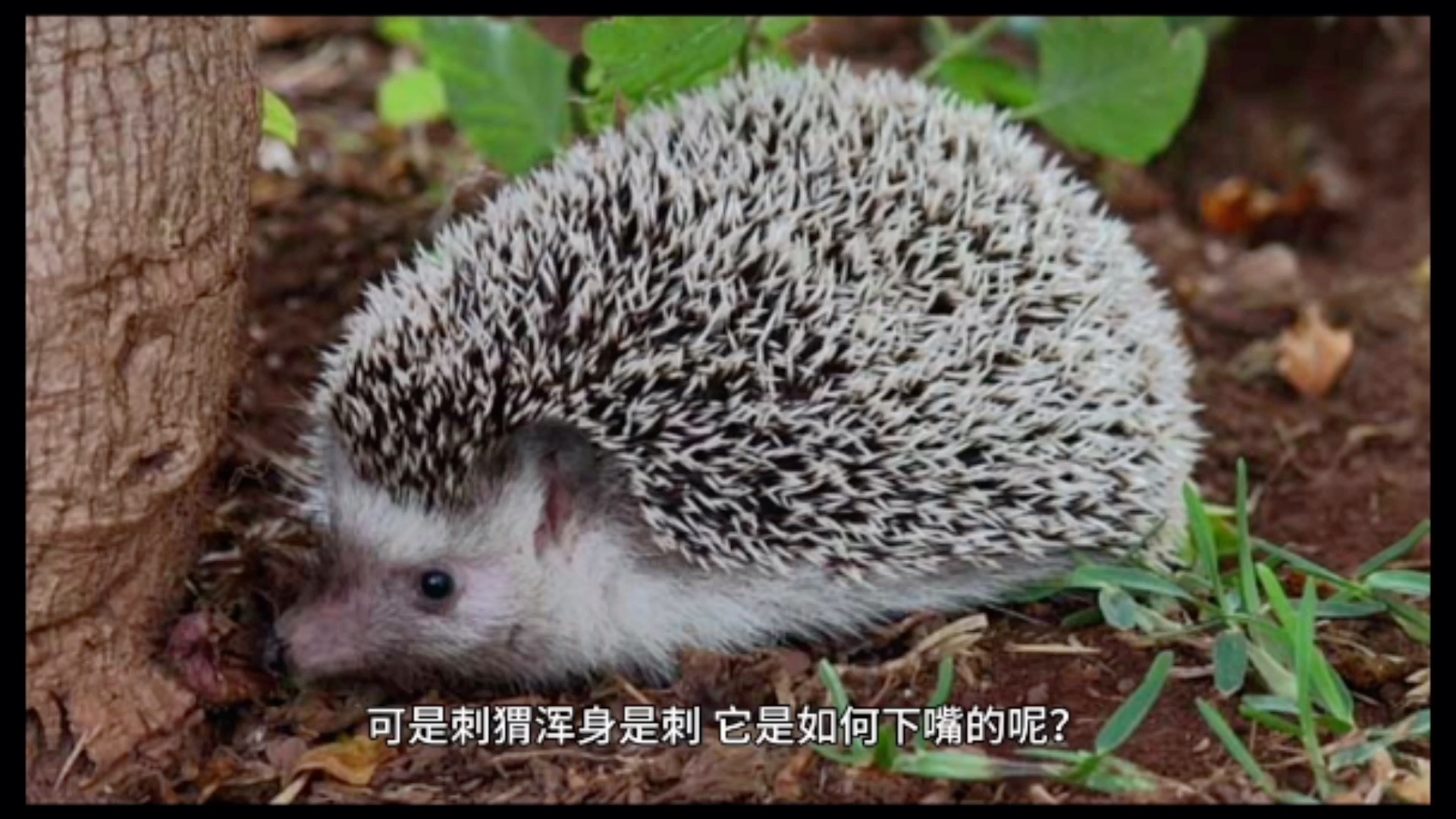 黄鼠狼是如何吃刺猬的?