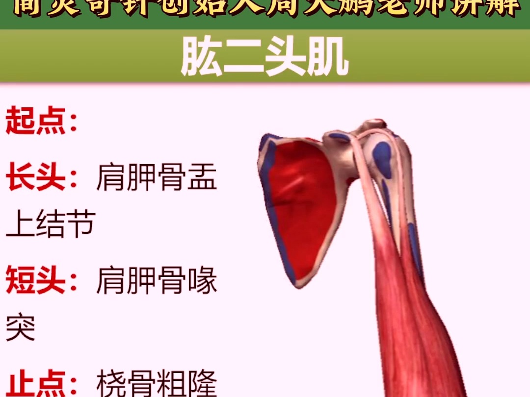 肩前淋巴结图片