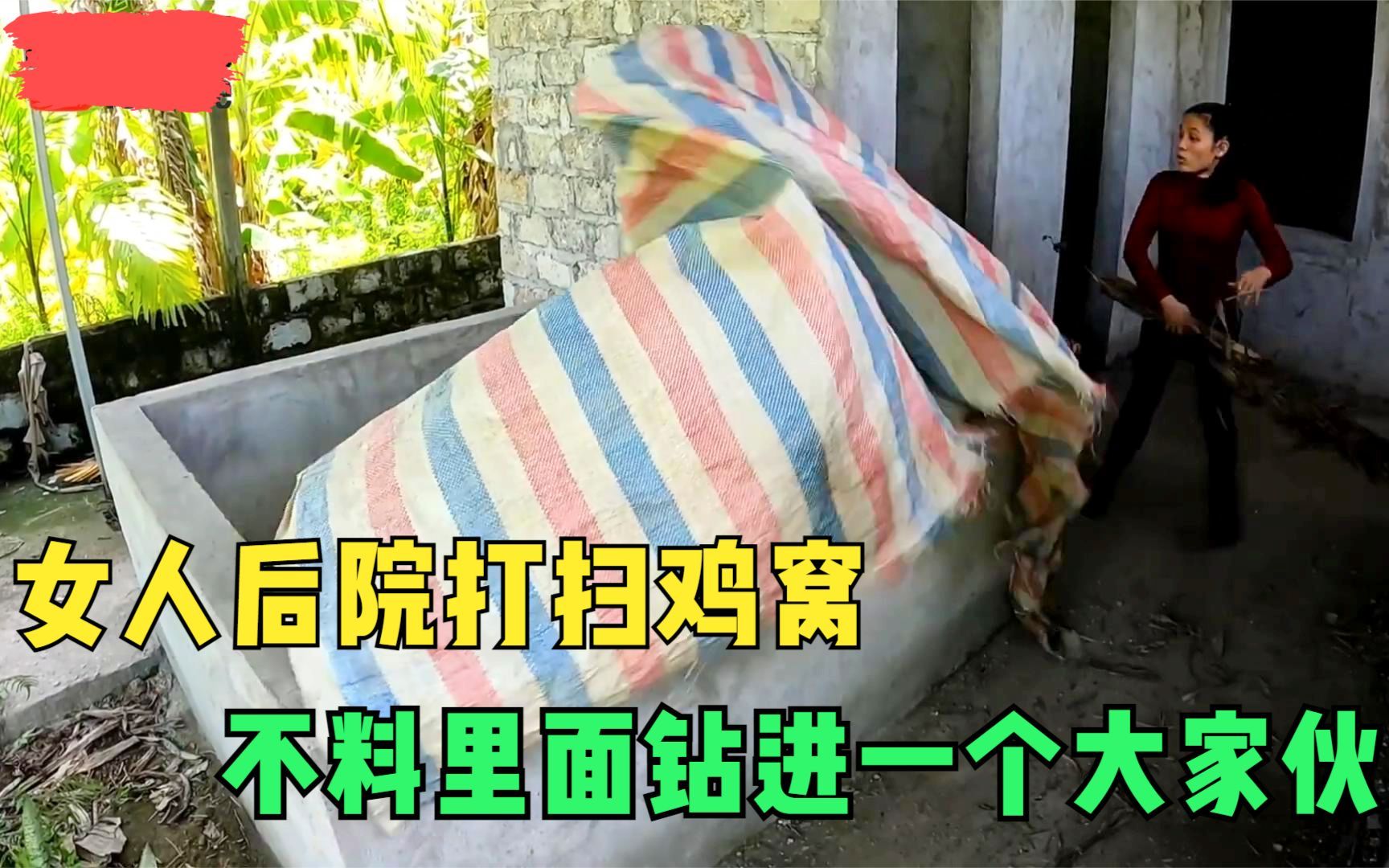 [图]女人后院打扫鸡窝，不料里面钻进一个大家伙，女人掀开吓坏了