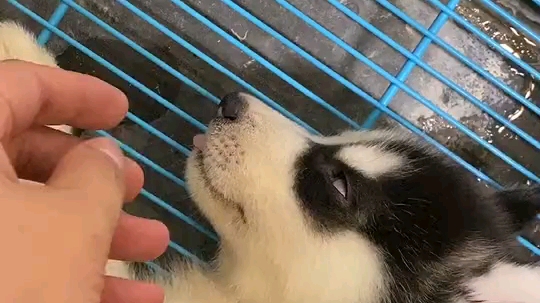 拔哈士奇的舌头_哔哩哔哩 (゜-゜)つロ 干杯~-bilibili