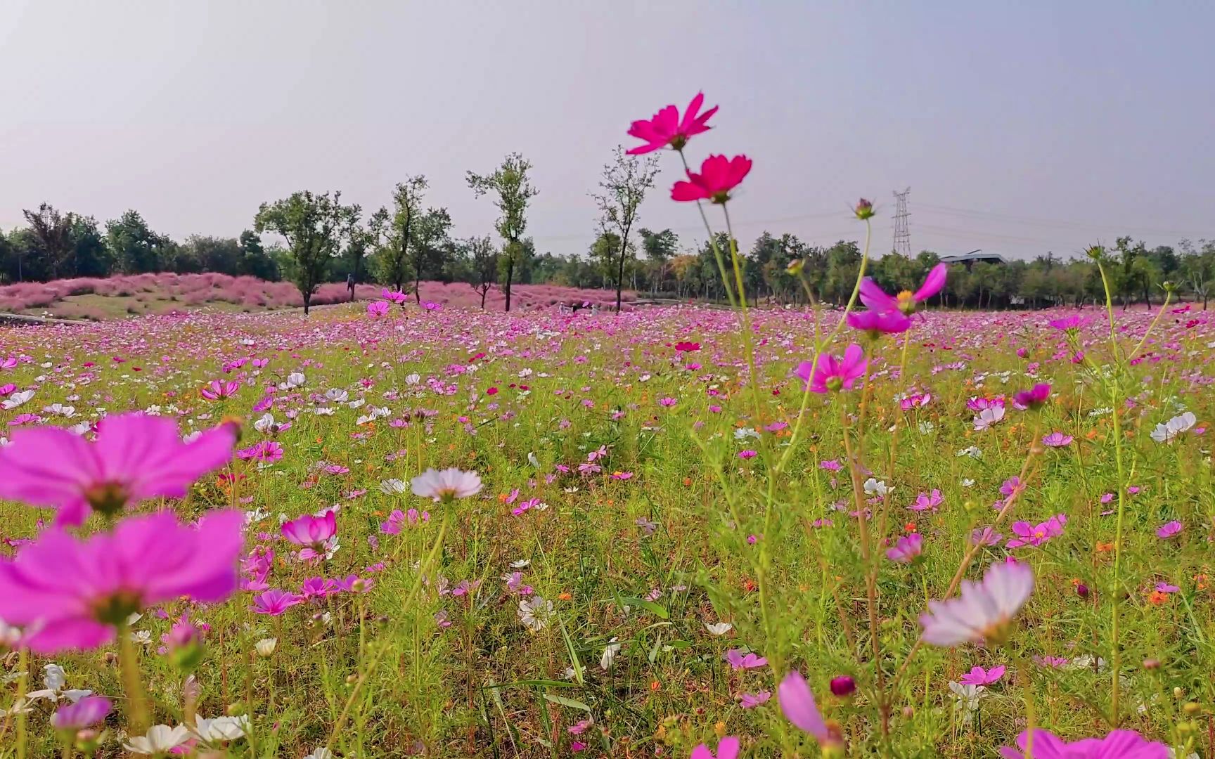 秋天的美景滨江森林公园花海