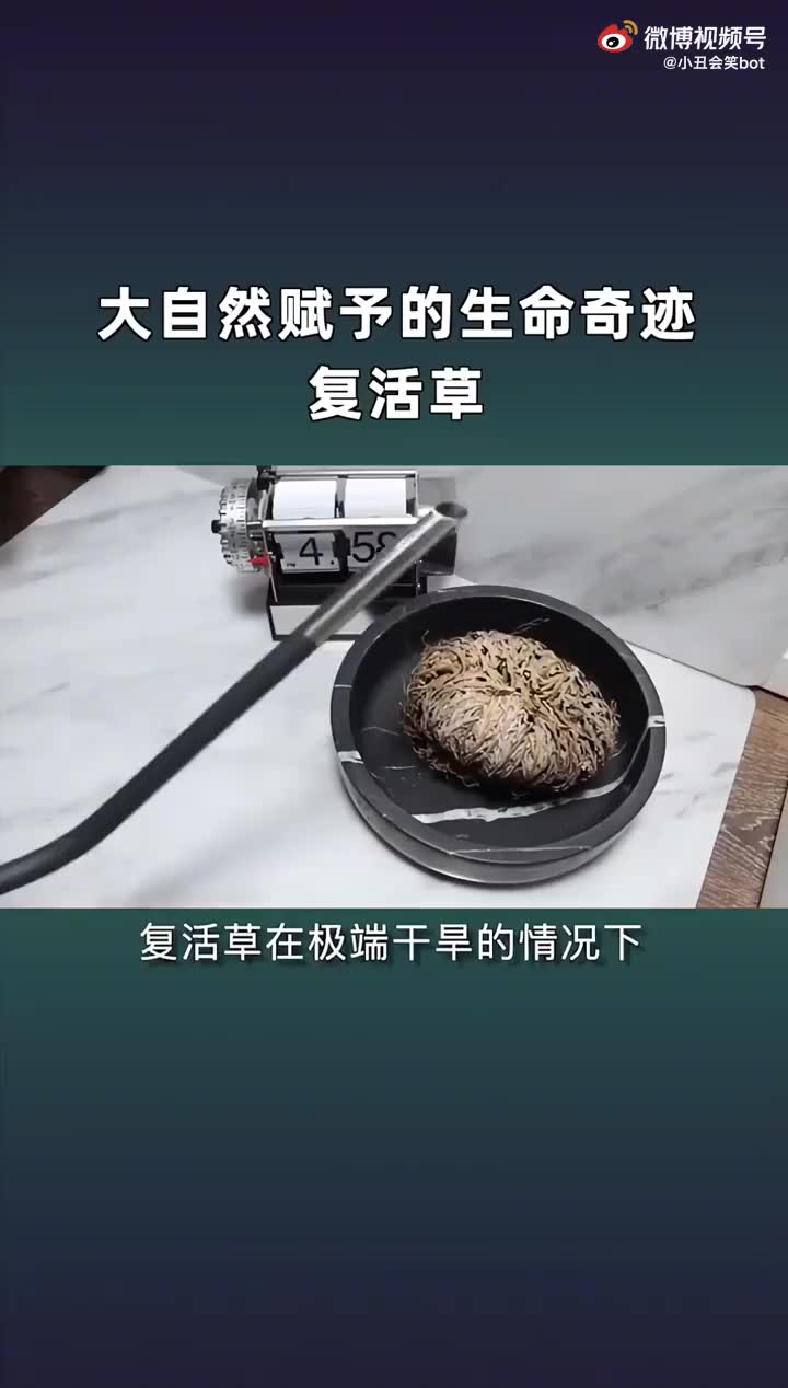复活草 一种沙漠植物,又名"耶利哥的玫瑰",因能在被完全晒干的情况下"