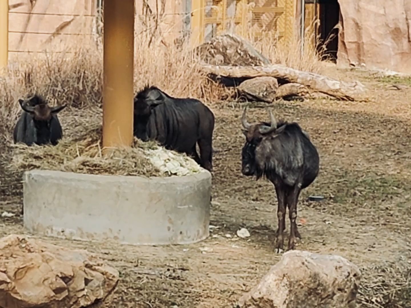 【旅拍】武漢動物園2024年隨拍11