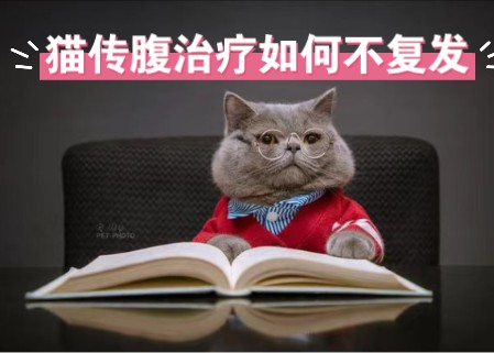 猫传腹治疗如何大概率不复发?哔哩哔哩bilibili