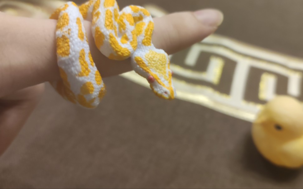 万代生物大图鉴指环白化黄金蟒!