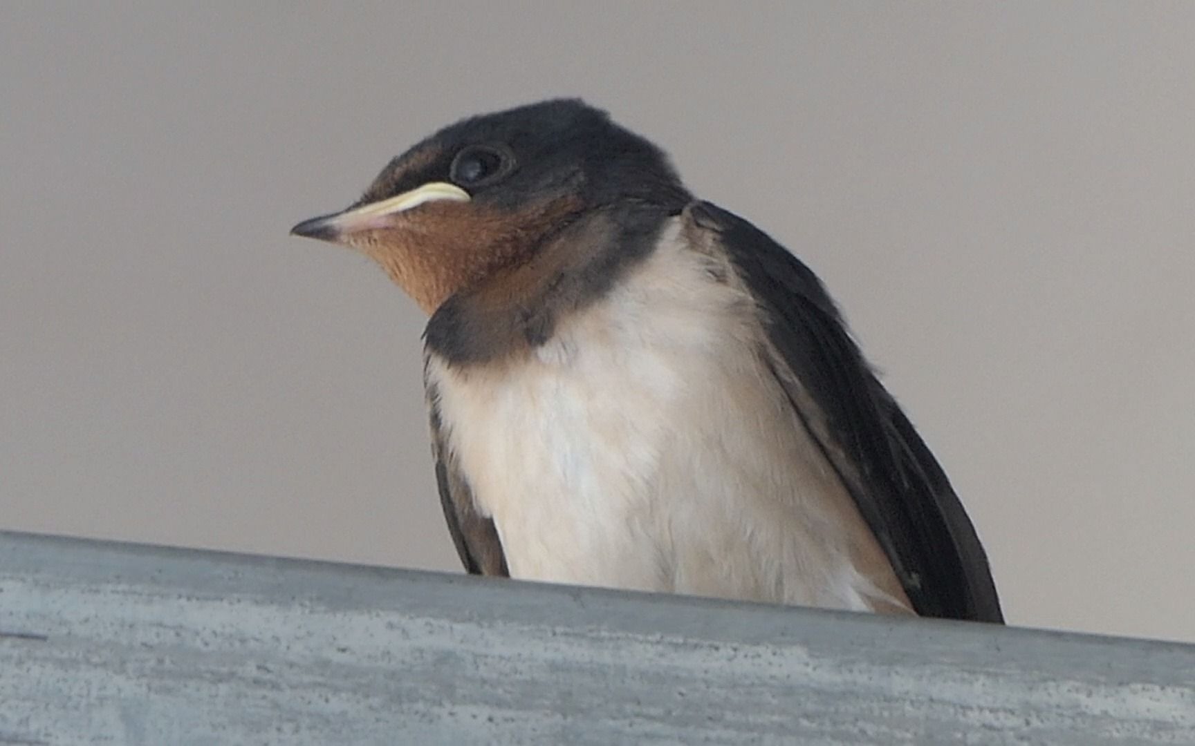 今天燕子宝宝正面