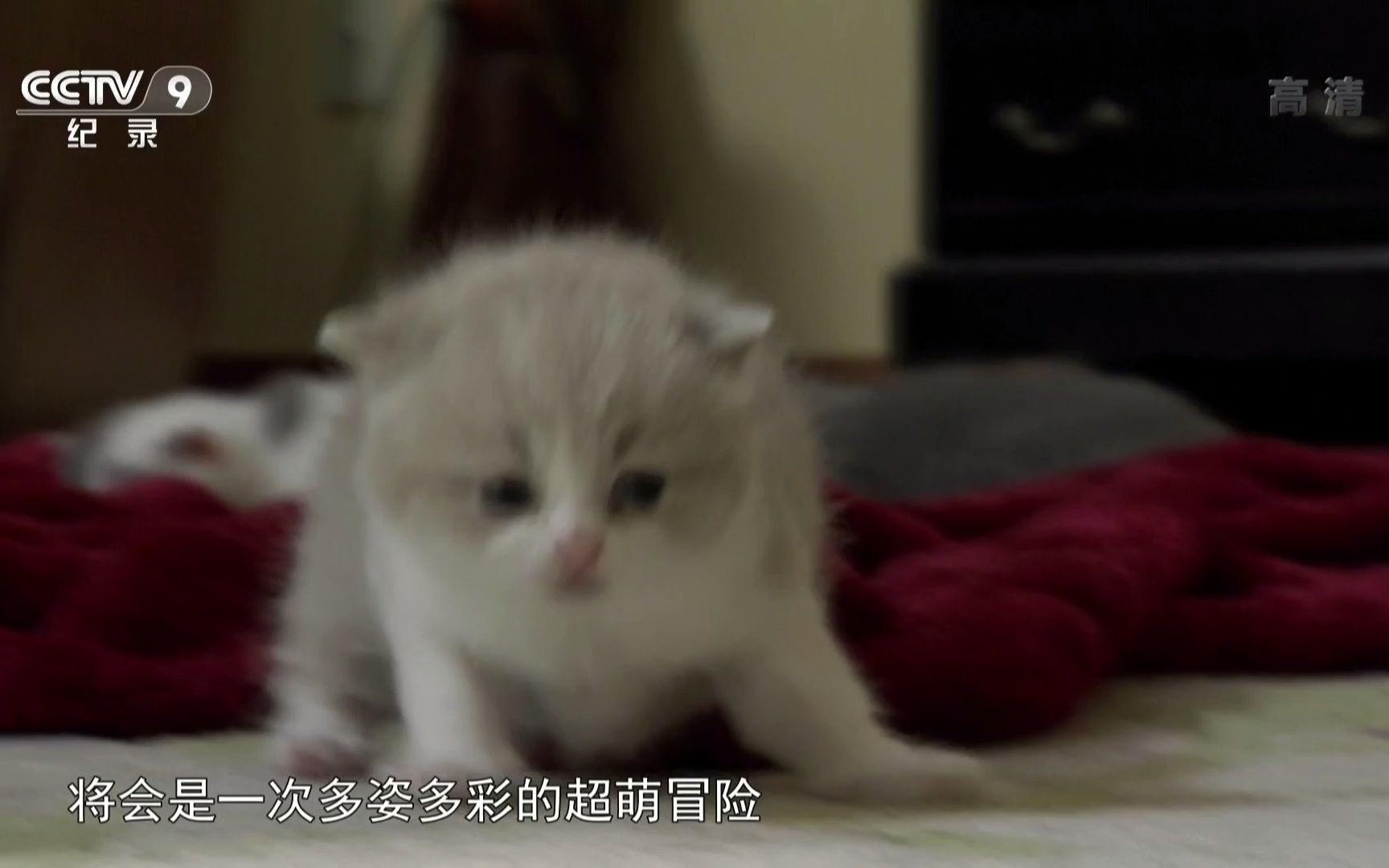 萌宠成长记第2季02 玩具虎猫 英国短毛猫 褴褛猫哔哩哔哩bilibili