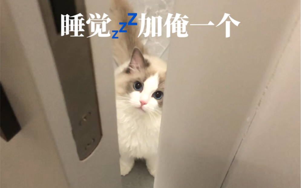 [图]猫：俺也想进房间睡觉觉