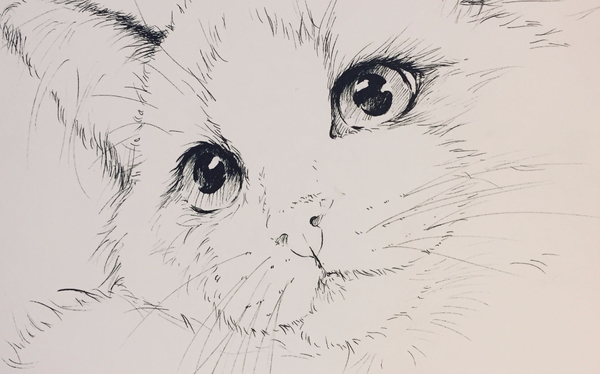 【手绘】【线描】【萌宠】画只喵主咂