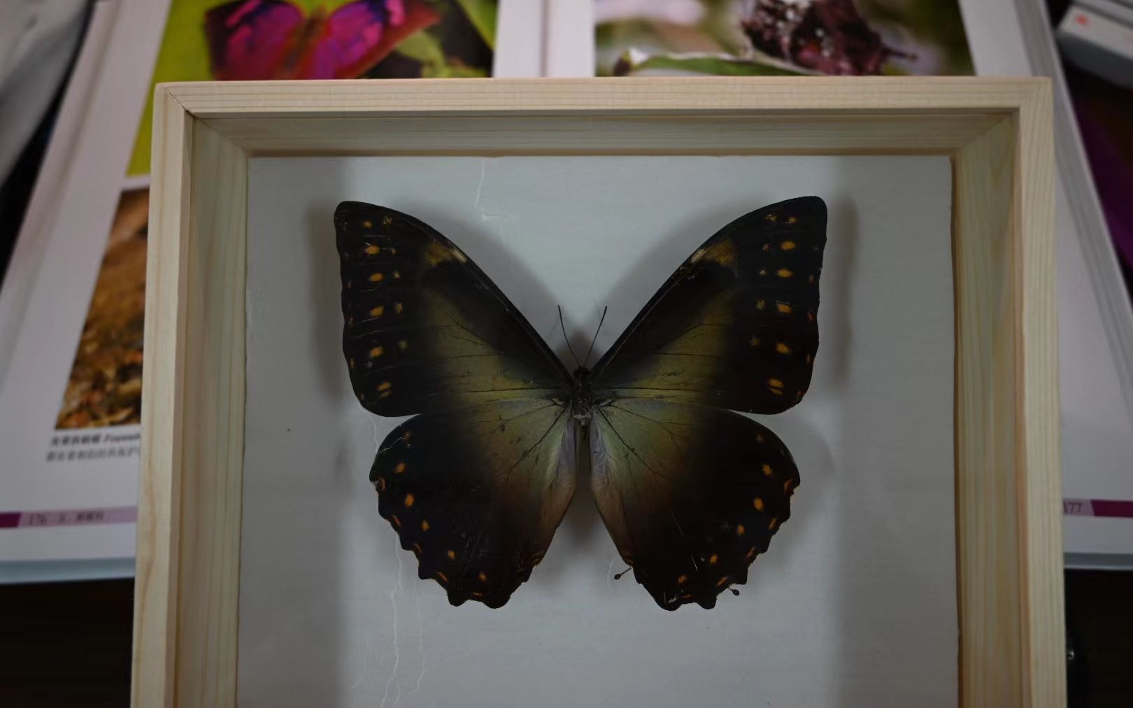 【标本制作】黑太阳闪蝶_哔哩哔哩_bilibili