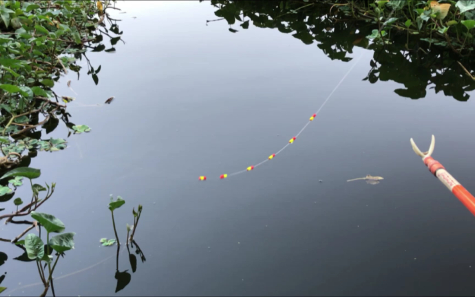 七星漂钓组,搭配蚯蚓作钓,上鱼速度那叫一个快!