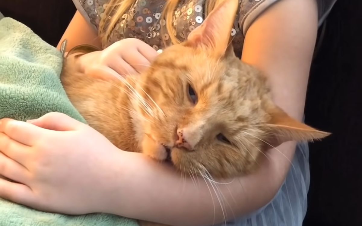 喵星人生病, 小女孩抱着给它唱歌