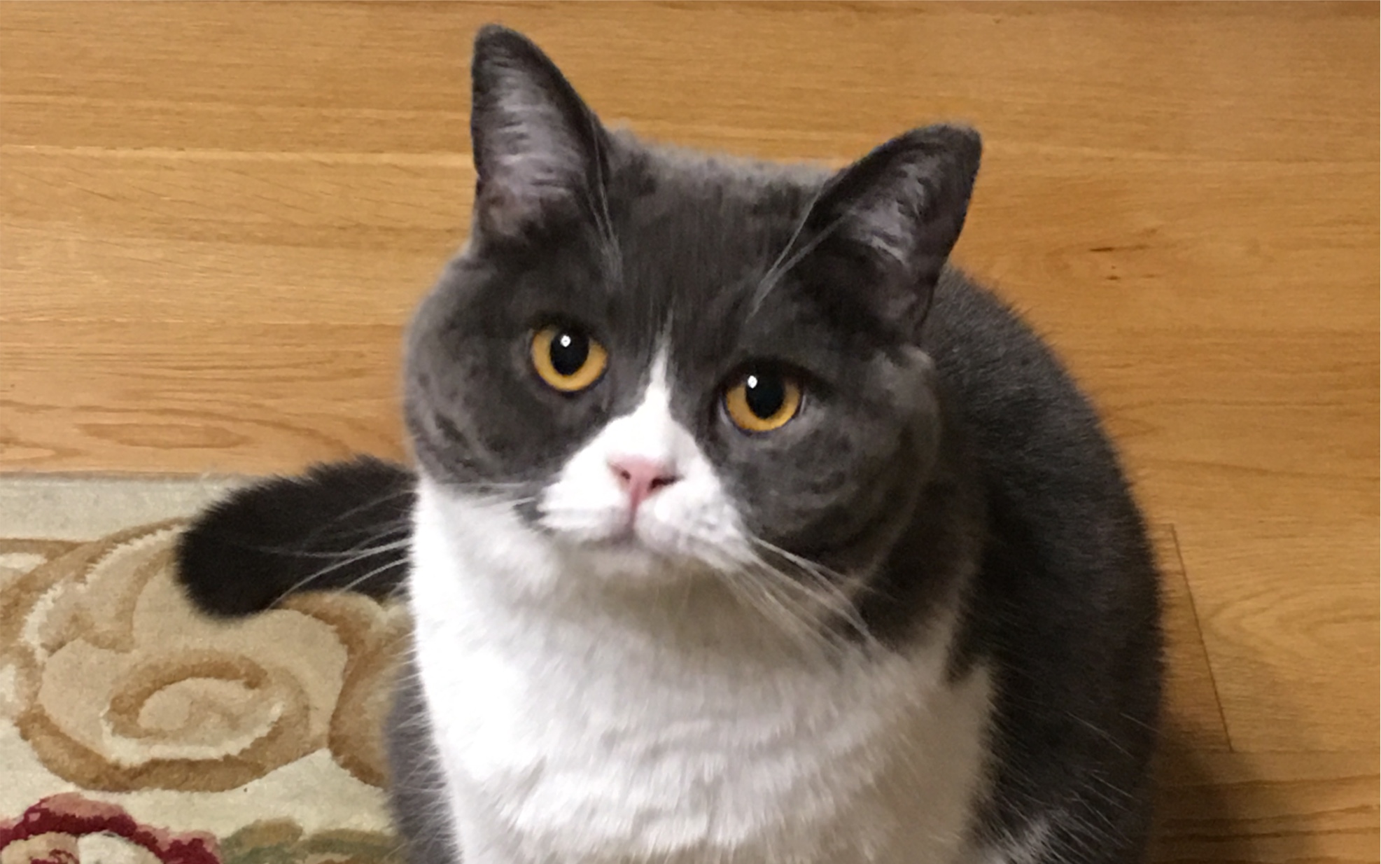 可可爱爱的肥猫 英短 家里有主子 真的太可爱啦 萌猫一只!