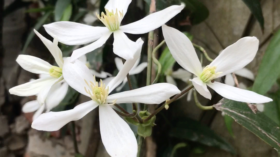 常绿铁线莲  雪舞