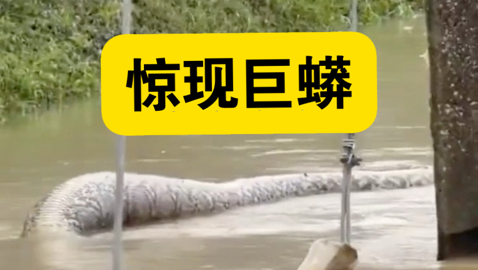 泰国洪水出现巨大蟒蛇