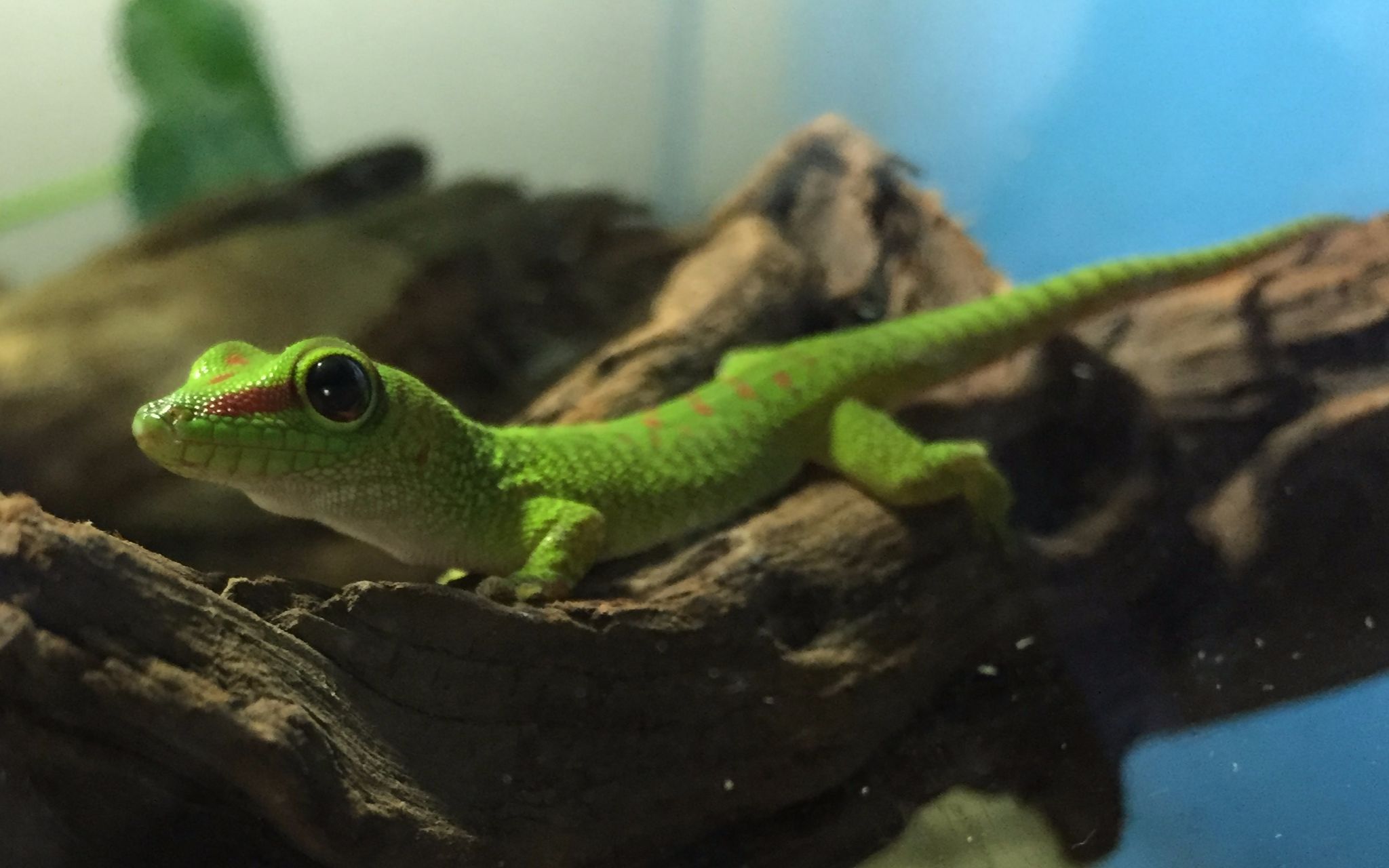 日行巨人超萌绿色精灵日行巨人守宫