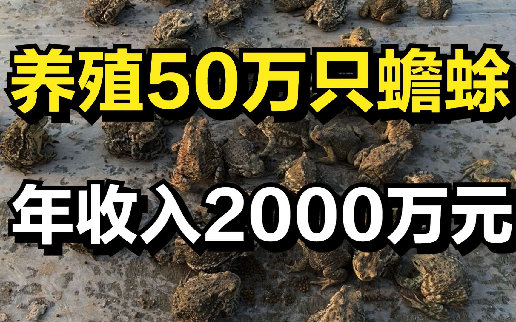 [图]男子养殖50万只蟾蜍，凭借蟾蜍身上的2件宝贝，年收入2000多万元