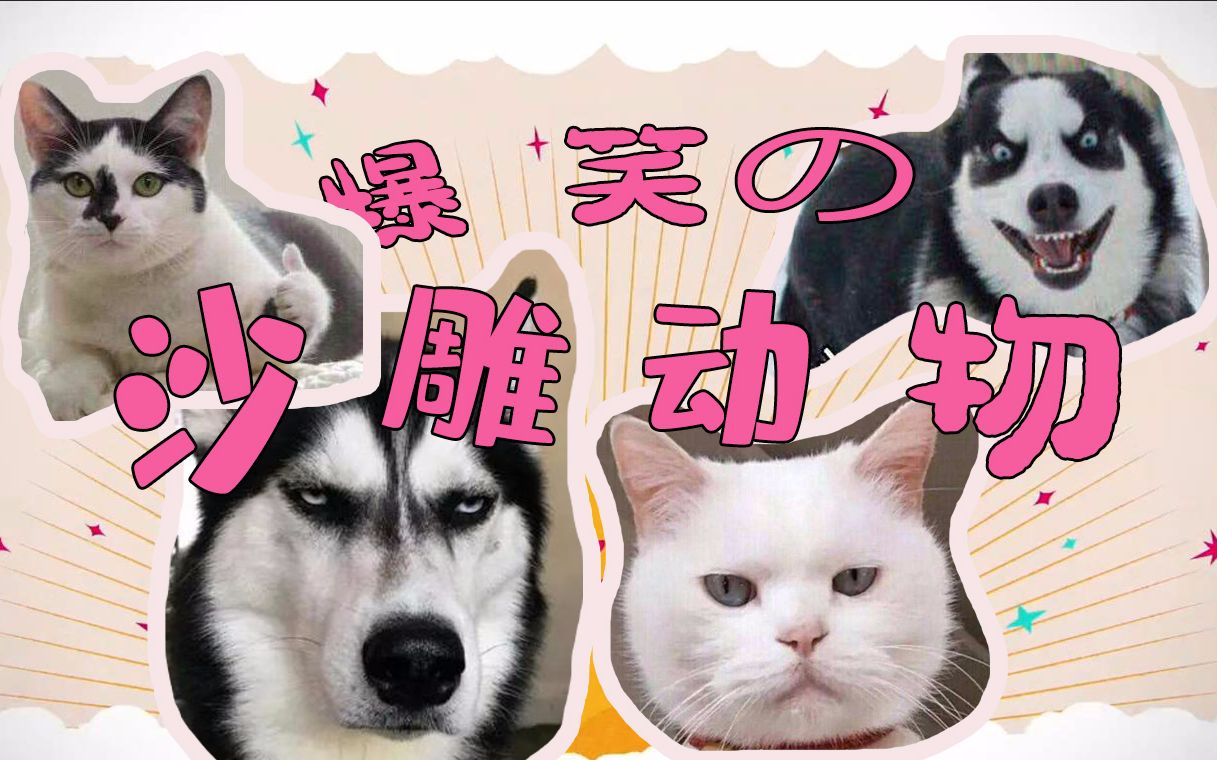 养一只沙雕宠物是什么体验,主人和宠物都会越来越蠢