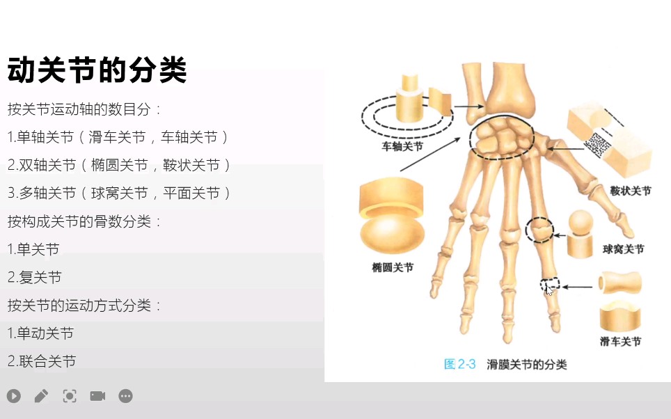 系统解剖学—关节学总论之关节的运动,分类和影像因素哔哩哔哩bilibili