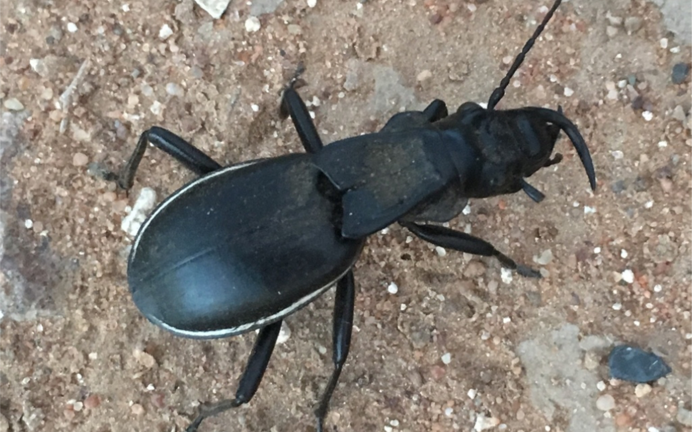 【转载】环翅蚁步甲(anthia cinctipennis,存疑)活体视频