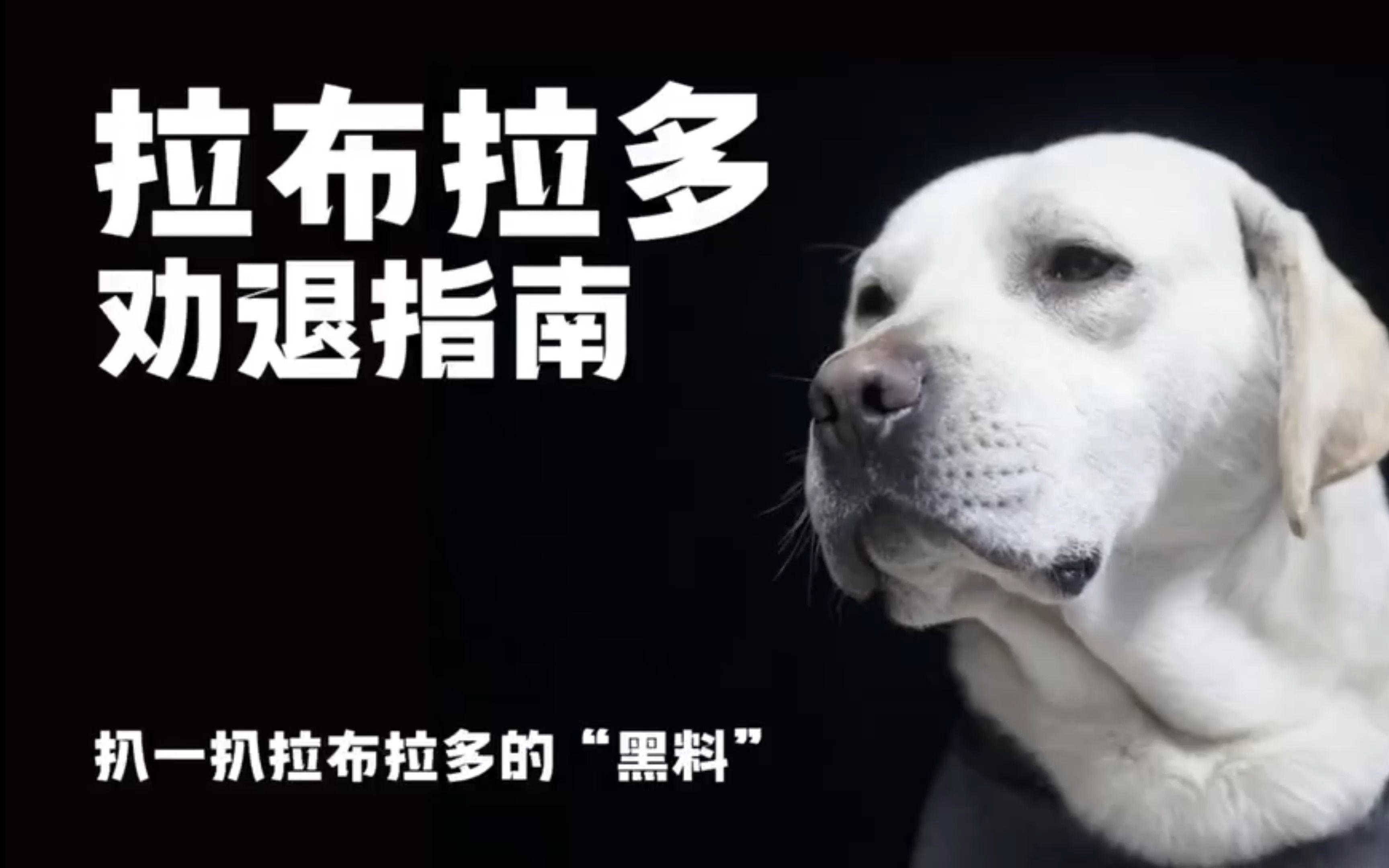 [图]拉布拉多丨世上最温柔的犬种，但却有着众多让人啼笑皆非的“黑料”