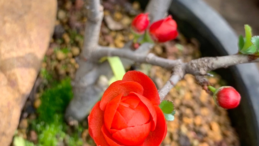 长寿梅八重咲 插扦 繁殖