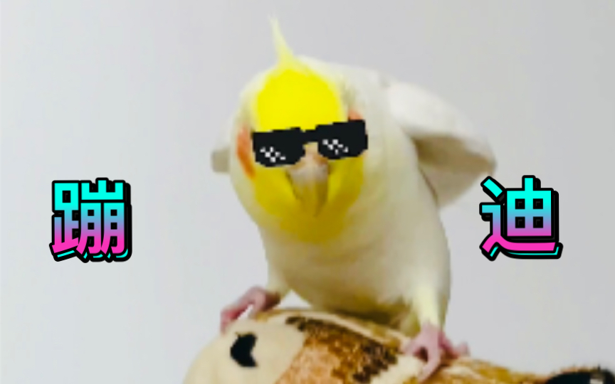 活动作品社会我鸡哥