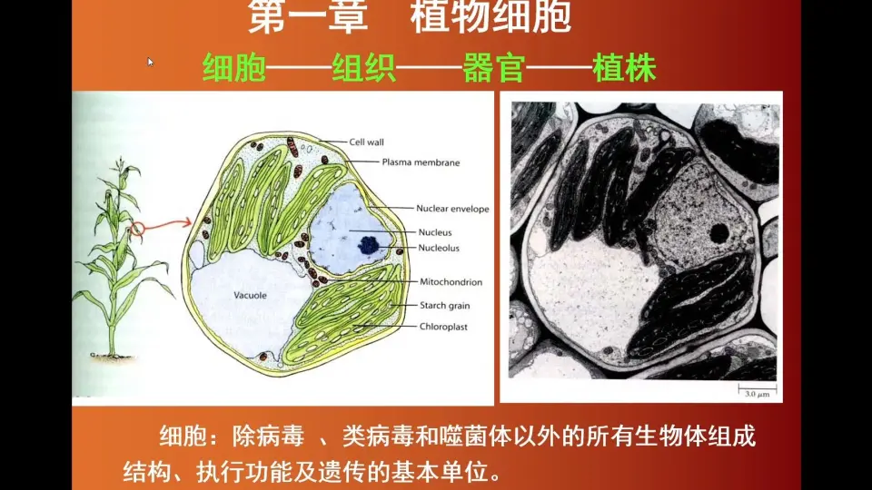 第二章植物细胞2-细胞壁与细胞膜_哔哩哔哩_bilibili