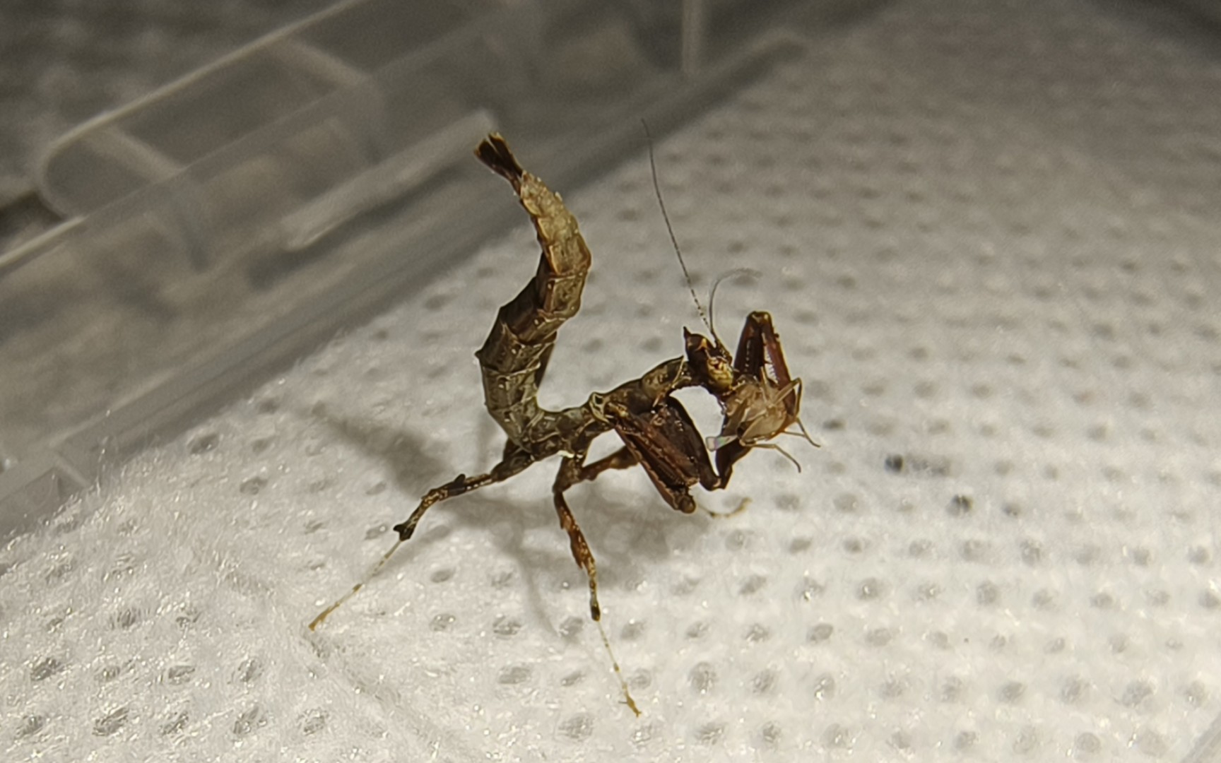 超迷你龙螳吃播