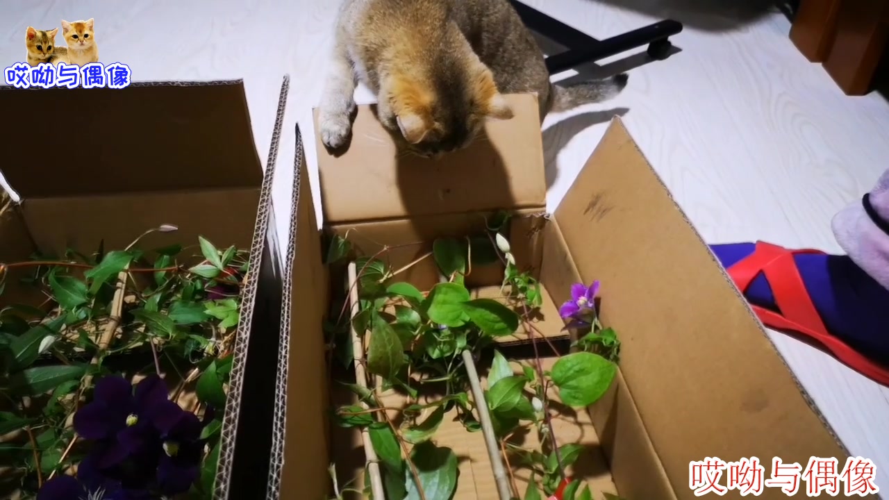 【宠物之道】名猫金渐层遇到名花铁线莲,主人担心猫摧花,猫咪:它的姿色不配哔哩哔哩bilibili