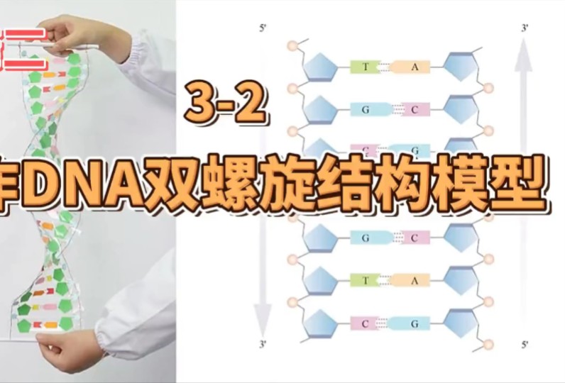 制作DNA双螺旋结构模型哔哩哔哩bilibili