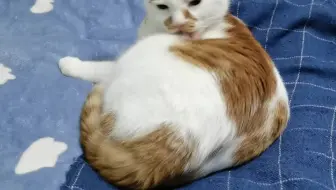 小黑好像是和别的猫打架左耳受伤了 不过不严重 已经结痂了 现在能吃能喝状态不错 哔哩哔哩 Bilibili