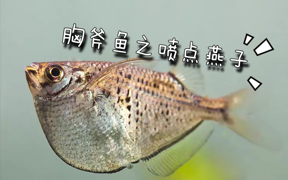 热带鱼巨斧燕子喷点燕子加拉辛科22