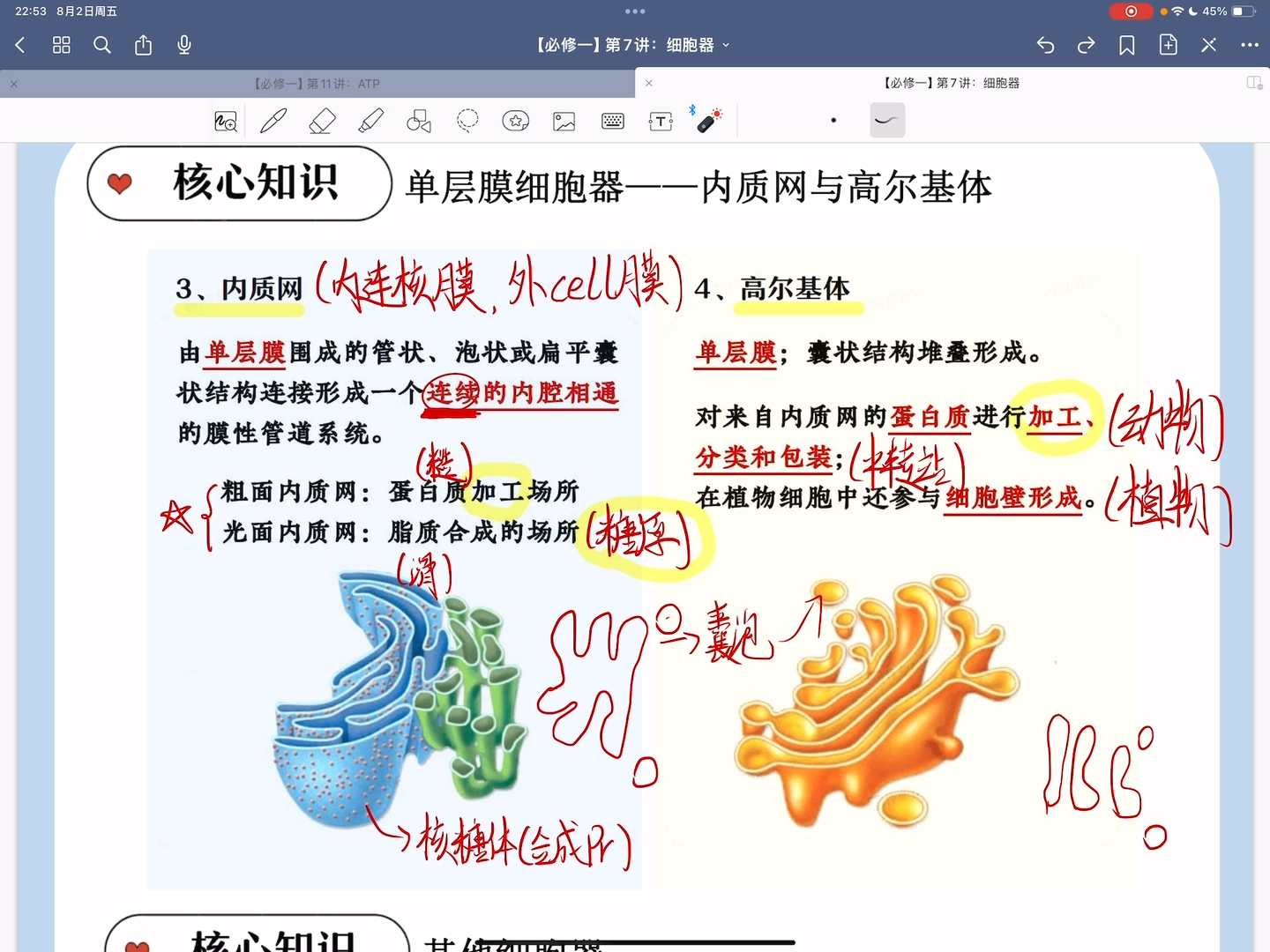 内质网简图高尔基体图片