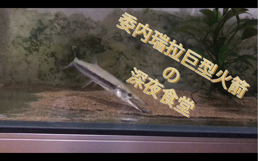 委内瑞拉巨型火箭和皇冠虎纹飞刀的深夜食堂