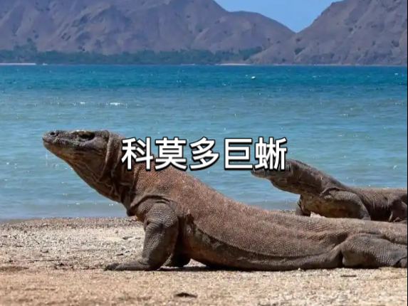 科莫多巨蜥