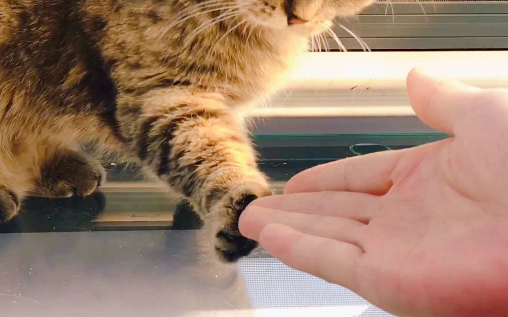 训练猫咪握手第二弹:短腿猫最聪明无师自通,旁边那头胖猫就是来搞笑的