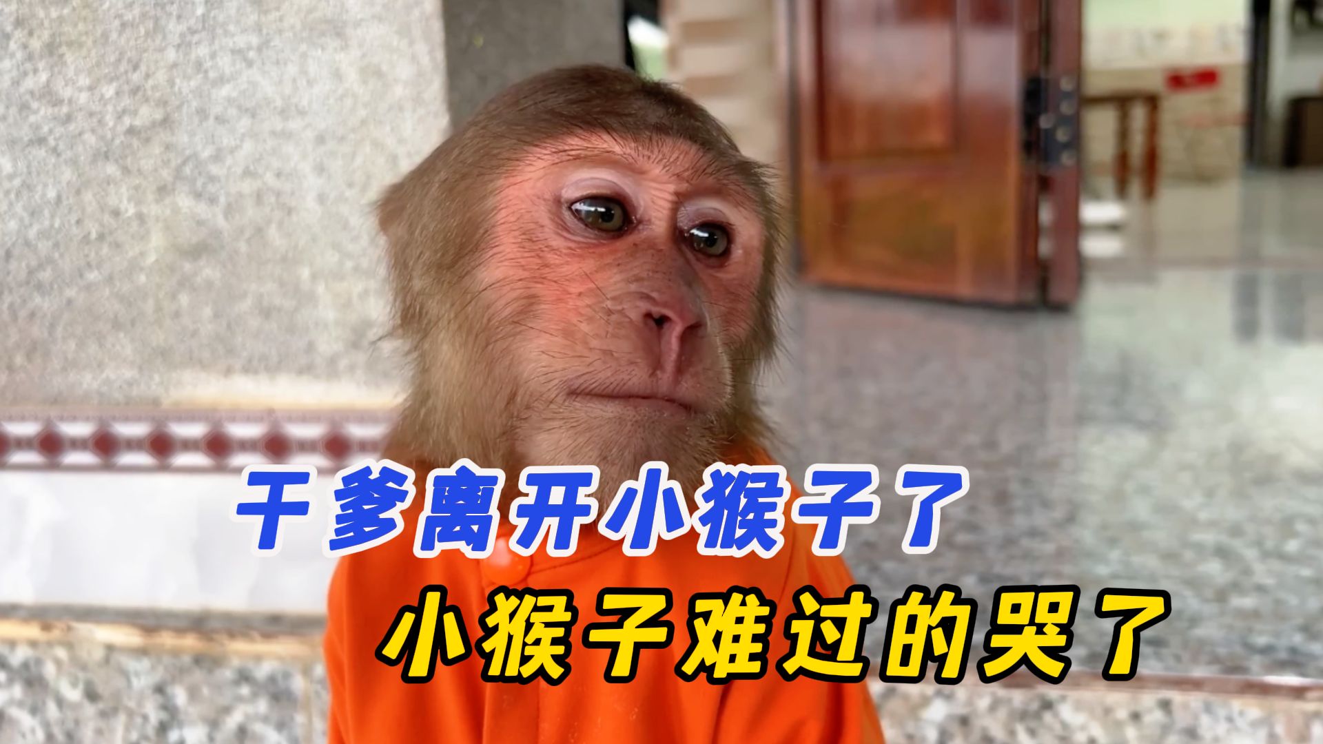 干爹离开了,小猴子伤心欲绝,难过的哭了